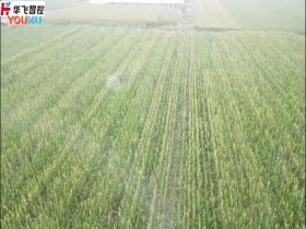 植保无人机喷洒农药